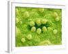 Stomata on Rice Plant Leaf-Micro Discovery-Framed Photographic Print