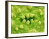 Stomata on Rice Plant Leaf-Micro Discovery-Framed Photographic Print