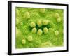 Stomata on Rice Plant Leaf-Micro Discovery-Framed Photographic Print