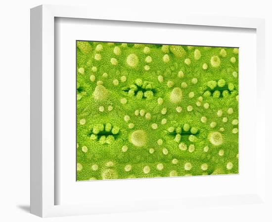 Stomata on Rice Plant Leaf-Micro Discovery-Framed Photographic Print