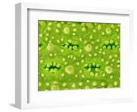 Stomata on Rice Plant Leaf-Micro Discovery-Framed Photographic Print