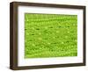 Stomata on Rice Plant Leaf-Micro Discovery-Framed Photographic Print