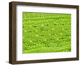 Stomata on Rice Plant Leaf-Micro Discovery-Framed Photographic Print