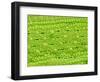 Stomata on Rice Plant Leaf-Micro Discovery-Framed Photographic Print