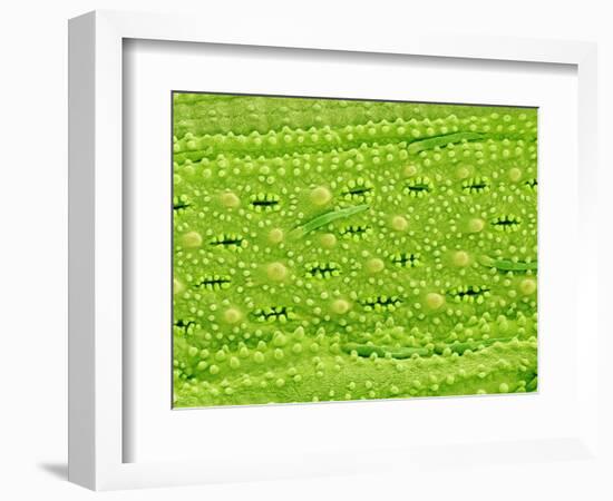 Stomata on Rice Plant Leaf-Micro Discovery-Framed Photographic Print