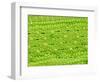 Stomata on Rice Plant Leaf-Micro Discovery-Framed Photographic Print
