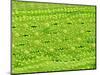 Stomata on Rice Plant Leaf-Micro Discovery-Mounted Photographic Print