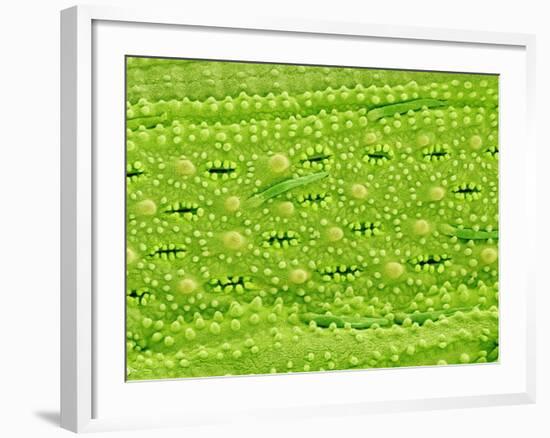 Stomata on Rice Plant Leaf-Micro Discovery-Framed Photographic Print