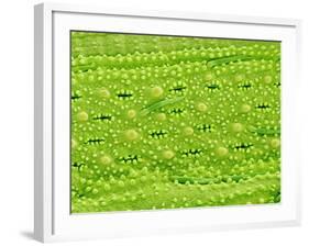 Stomata on Rice Plant Leaf-Micro Discovery-Framed Photographic Print