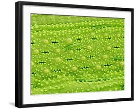 Stomata on Rice Plant Leaf-Micro Discovery-Framed Photographic Print