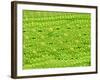 Stomata on Rice Plant Leaf-Micro Discovery-Framed Photographic Print