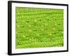 Stomata on Rice Plant Leaf-Micro Discovery-Framed Photographic Print