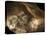 Stone-age Cave Paintings, Chauvet, France-Javier Trueba-Stretched Canvas