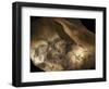 Stone-age Cave Paintings, Chauvet, France-Javier Trueba-Framed Premium Photographic Print