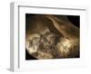 Stone-age Cave Paintings, Chauvet, France-Javier Trueba-Framed Premium Photographic Print