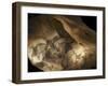 Stone-age Cave Paintings, Chauvet, France-Javier Trueba-Framed Premium Photographic Print