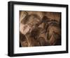 Stone-age Cave Paintings, Chauvet, France-Javier Trueba-Framed Premium Photographic Print