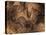 Stone-age Cave Paintings, Chauvet, France-Javier Trueba-Stretched Canvas