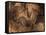 Stone-age Cave Paintings, Chauvet, France-Javier Trueba-Framed Stretched Canvas