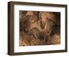 Stone-age Cave Paintings, Chauvet, France-Javier Trueba-Framed Premium Photographic Print