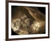 Stone-age Cave Paintings, Chauvet, France-Javier Trueba-Framed Photographic Print