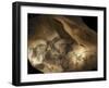 Stone-age Cave Paintings, Chauvet, France-Javier Trueba-Framed Photographic Print