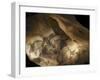 Stone-age Cave Paintings, Chauvet, France-Javier Trueba-Framed Photographic Print