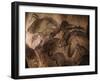 Stone-age Cave Paintings, Chauvet, France-Javier Trueba-Framed Photographic Print