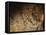 Stone-age Cave Paintings, Lascaux, France-Javier Trueba-Framed Stretched Canvas