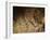 Stone-age Cave Paintings, Lascaux, France-Javier Trueba-Framed Photographic Print