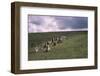 Stone Alignment on Shovel Down, 3rd-2nd millenium BC. Devon, Dartmoor, 20th century-CM Dixon-Framed Photographic Print