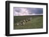 Stone Alignment on Shovel Down, 3rd-2nd millenium BC. Devon, Dartmoor, 20th century-CM Dixon-Framed Photographic Print