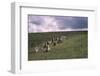 Stone Alignment on Shovel Down, 3rd-2nd millenium BC. Devon, Dartmoor, 20th century-CM Dixon-Framed Photographic Print