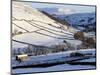 Stone Barns in a Winter Landscape, Swaledale, Yorkshire Dales National Park, North Yorkshire, Engla-Peter Richardson-Mounted Photographic Print