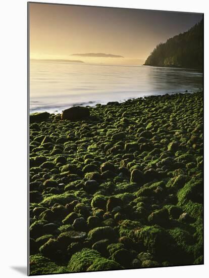 Stone beach at low tide, Orcas Island, Washington, USA-Charles Gurche-Mounted Premium Photographic Print
