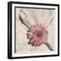 Stone Blossom II-Jason Johnson-Framed Photographic Print