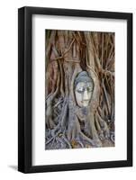 Stone Buddha Head Entwined in the Roots of a Fig Tree, Wat Mahatat, Ayutthaya Historical Park-null-Framed Photographic Print