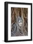 Stone Buddha Head Entwined in the Roots of a Fig Tree, Wat Mahatat, Ayutthaya Historical Park-null-Framed Photographic Print