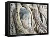 Stone Buddha Head in Fig Tree, Wat Mahathat, Ayutthaya City, UNESCO World Heritage Site, Thailand-Matthew Williams-Ellis-Framed Stretched Canvas