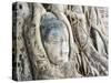 Stone Buddha Head in Fig Tree, Wat Mahathat, Ayutthaya City, UNESCO World Heritage Site, Thailand-Matthew Williams-Ellis-Stretched Canvas