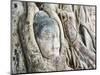 Stone Buddha Head in Fig Tree, Wat Mahathat, Ayutthaya City, UNESCO World Heritage Site, Thailand-Matthew Williams-Ellis-Mounted Photographic Print