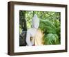 Stone Buddha in the Silver Pagoda at the Royal Palace, Phnom Penh, Cambodia, Indochina-Matthew Williams-Ellis-Framed Photographic Print