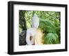 Stone Buddha in the Silver Pagoda at the Royal Palace, Phnom Penh, Cambodia, Indochina-Matthew Williams-Ellis-Framed Photographic Print