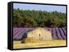 Stone Building in Lavender Field, Plateau De Sault, Haute Provence, Provence, France, Europe-Guy Thouvenin-Framed Stretched Canvas