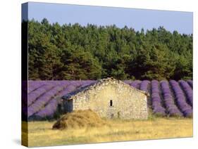 Stone Building in Lavender Field, Plateau De Sault, Haute Provence, Provence, France, Europe-Guy Thouvenin-Stretched Canvas