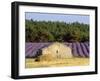 Stone Building in Lavender Field, Plateau De Sault, Haute Provence, Provence, France, Europe-Guy Thouvenin-Framed Photographic Print