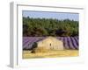 Stone Building in Lavender Field, Plateau De Sault, Haute Provence, Provence, France, Europe-Guy Thouvenin-Framed Photographic Print