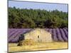 Stone Building in Lavender Field, Plateau De Sault, Haute Provence, Provence, France, Europe-Guy Thouvenin-Mounted Photographic Print