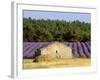 Stone Building in Lavender Field, Plateau De Sault, Haute Provence, Provence, France, Europe-Guy Thouvenin-Framed Photographic Print