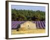 Stone Building in Lavender Field, Plateau De Sault, Haute Provence, Provence, France, Europe-Guy Thouvenin-Framed Photographic Print